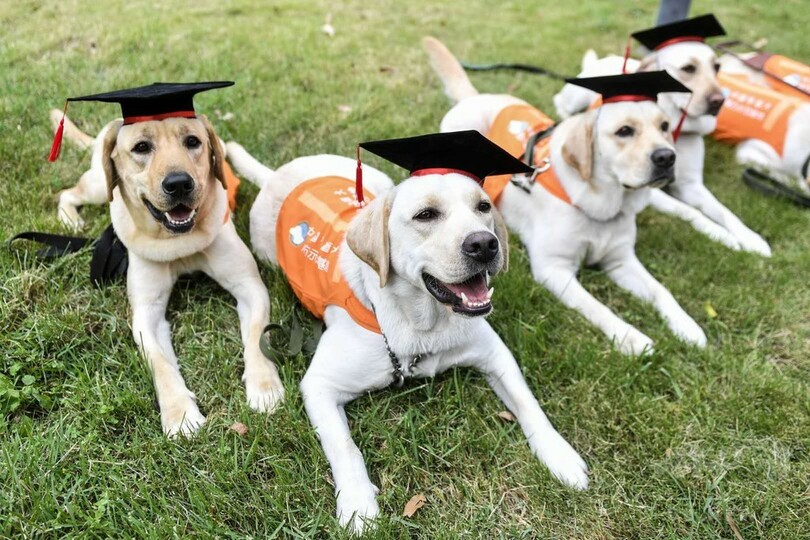 ボクたちも早くお役に立ちたい！　中国盲導犬南方師範基地から初の「卒業生」