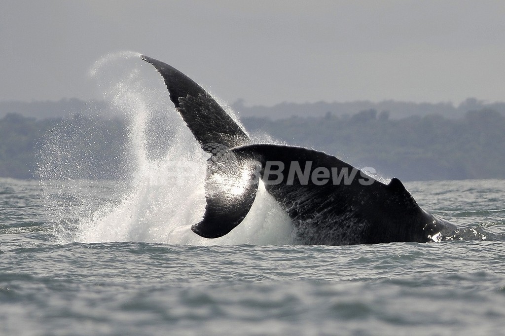 ザトウクジラ 哺乳類の 最長移動距離 記録を更新 写真1枚 国際ニュース Afpbb News