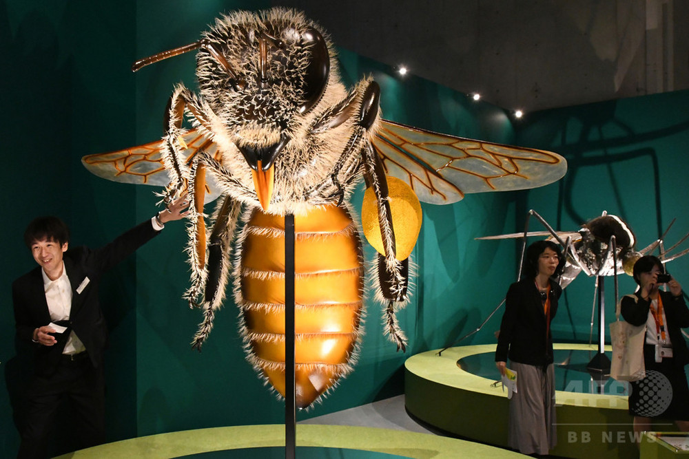 美しい希少種から物陰に潜むアイツまで、昆虫の神秘に迫る5万点 国立科学博物館 写真15枚 国際ニュース：AFPBB News