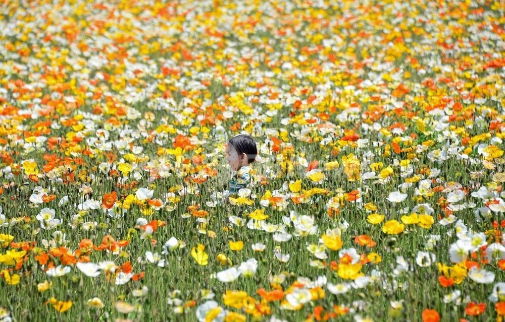 アイスランドポピーの花畑 昭和記念公園 写真6枚 国際ニュース Afpbb News