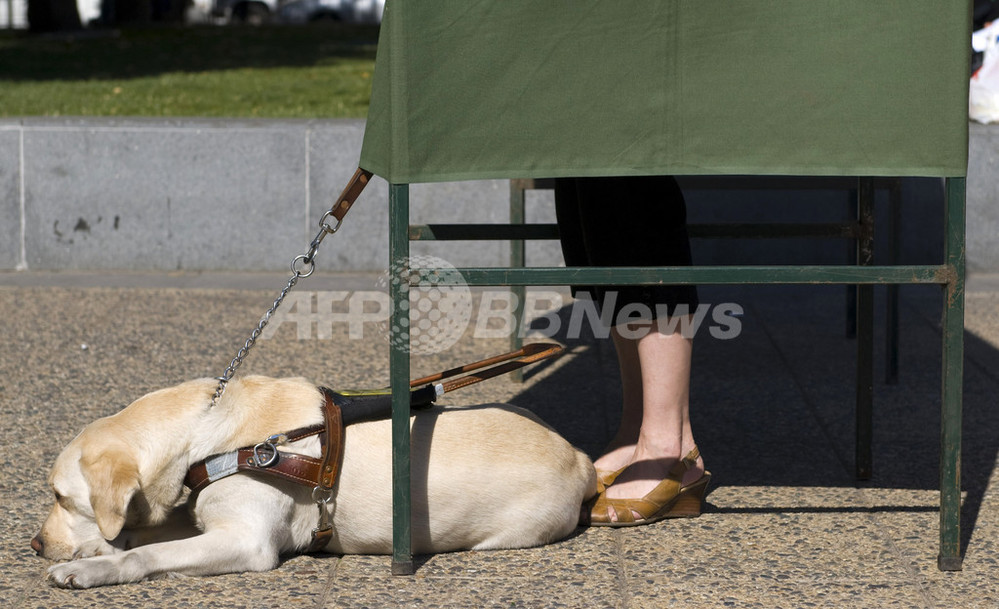 ゲイの犬 を連れての入店お断り 豪州 写真1枚 国際ニュース Afpbb News