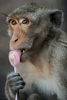 タイの首都バンコク（Bangkok）から北150キロのロッブリー（Lopburi）で29日、恒例の「モンキー・ビュッフェ（Monkey Buffet）」が行われ、4000キロ以上の果物や野菜などがサルたちに振舞われた。モンキー・ビュッフェは、同地域の観光促進イベントとして毎年行われているお祭り。

写真は、「モンキー・ビュッフェ」で振る舞われたキャンディーをなめるサル（2009年11月29日撮影）。(c)AFP/Pornchai KITTIWONGSAKUL
