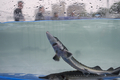 長江に放流される直前のカラチョウザメ（2025年4月12日撮影）。(c)Xinhua News