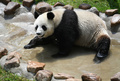 水と戯れるパンダ（2020年6月8日撮影）。(c)CNS/張瑶