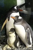ジェンツーペンギンの雄の同性カップル、スフェン（右）とマジック（左）がかえした最初のひな（中央）。シー・ライフ・シドニー水族館提供（撮影日不明、2024年8月22日提供）。(c)AFP PHOTO / SEA LIFE AQUARIUM SYDNEY