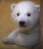 ドイツ・ブレーマーハーフェンの動物園で撮影されたホッキョクグマの赤ちゃん（2016年3月9日撮影）。(c)AFP/Carmen Jaspersen