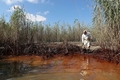 米ルイジアナ（Louisiana）州ベニス（Venice）の湿地帯で、漂着原油による被害状況を調べる環境保護団体グリーンピース（Greenpeace）USAのフィル・ラドフォード（Phil Radford）事務局長（2010年5月20日撮影）。(c)AFP/Getty Images/John Moore