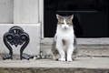 英ロンドンのダウニング街10番地、首相官邸前に座る猫のラリー（2019年9月2日撮影）。(c)Tolga AKMEN / AFP