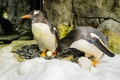 卵を温めるジェンツーペンギンの雄のスフェン（左）と、同性パートナーのマジック。シー・ライフ・シドニー水族館提供（撮影日不明、2024年8月22日提供）。(c)AFP PHOTO / SEA LIFE AQUARIUM SYDNEY