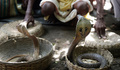 インドのヘビフェアでコブラを扱うヘビ遣い（2013年8月17日撮影、資料写真）。(c)DIBYANGSHU SARKAR / AFP