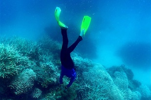 豪グレートバリアリーフ、再び「広範囲で白化」