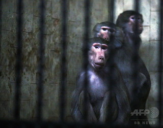 複数の動物急死で動物園閉鎖、原因は不明 ブルガリア 複数の動物急死で動物園閉鎖、原因は不明 ブルガリア