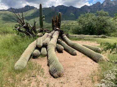 樹齢200年の巨大サボテン、大雨で転倒 米 写真2枚 国際ニュース：AFPBB News