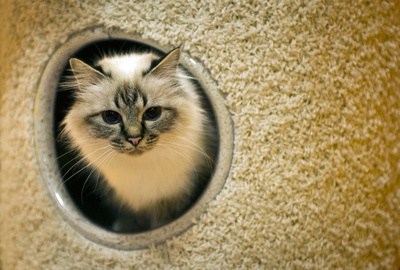 火災現場で意識不明の猫、消防隊が蘇生に成功 独