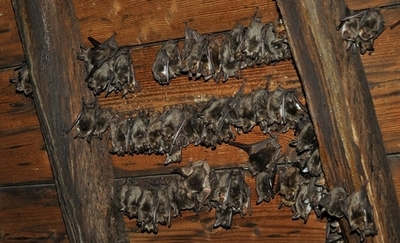 夜行性のコウモリ、日没の太陽をコンパス代わりに ドイツ研究