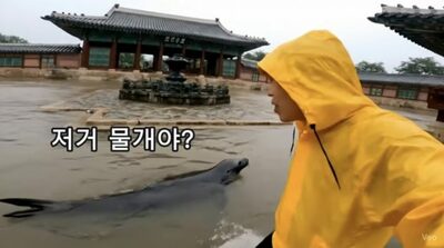 「アレ、アシカ？」水没したソウルの名所で泳ぐ姿が話題…実はAIが作った「偽映像」