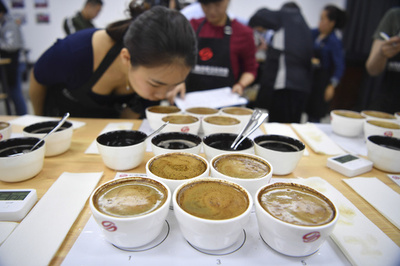 中国最大のコーヒー産地は？ 国内外の鑑定士がプーアルに集結