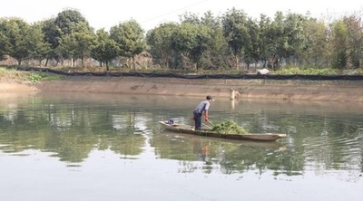 「カニ＋水草」で潤う中国・湖南省の養殖家 湖の環境も改善