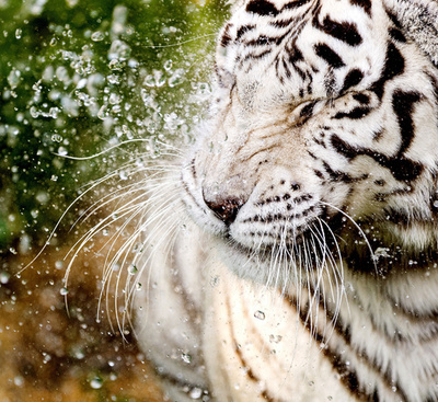 真夏日のオランダ、水浴びで顔もほころぶ？ホワイトタイガー
