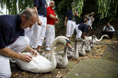 1列に並んで健康診断、テムズ川で伝統の「白鳥調べ」 英