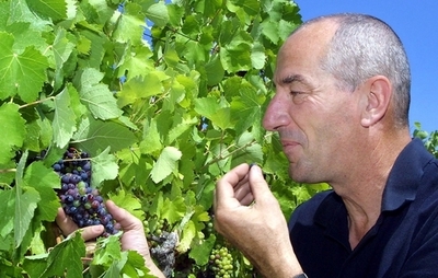 フランスワインが危ない！「強い」米国種ブドウが参入