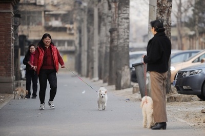 「立つ犬」、ただいまお散歩中 北京