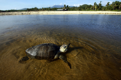 中米でウミガメ大量死、赤潮による神経毒が原因か