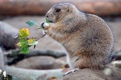 ちょっぴり太り気味かしら、ドイツのプレーリードッグ