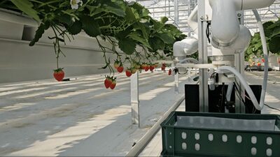 ロボットが深夜にイチゴ収穫…韓国農業に「人がいない温室」の未来