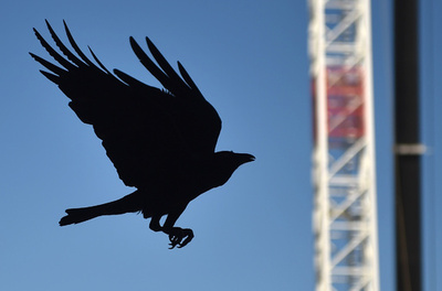 道具作りをするカラス、老練になるほど「手抜き」の傾向