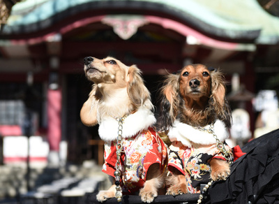 晴れ着のワンちゃん、うやうやしく初詣　東京
