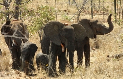 象の群れが食料を求めて侵入、5000世帯が引っ越し モザンビーク