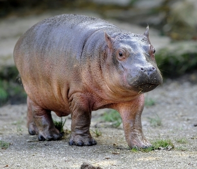 赤ちゃんカバの死骸が相次いで見つかる、金の違法採掘が原因か シエラレオネ