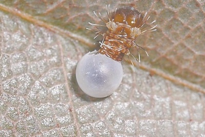中国初 「チョウの皇后」オウゴンテングアゲハ 野外での全ふ化過程を記録