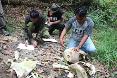 インドネシアでスマトラゾウ7頭の死骸発見、毒殺か