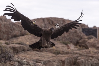 羽ばたけコンドル、空の王者復権への一歩になるか アルゼンチン