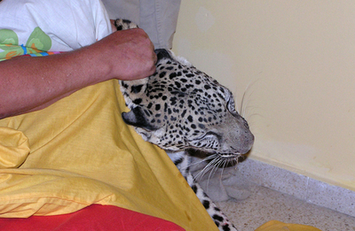 愛猫と睡眠中、ベッドにもぐり込んできた「野生のヒョウ」