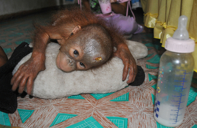 住宅地に迷い込んだオランウータンの赤ちゃん、インドネシア