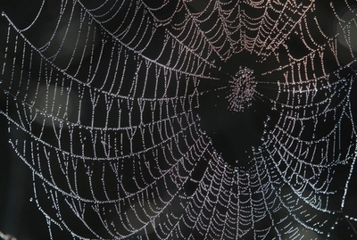 クモの糸は水不足の救世主？優れた「集水」の仕組みを解明