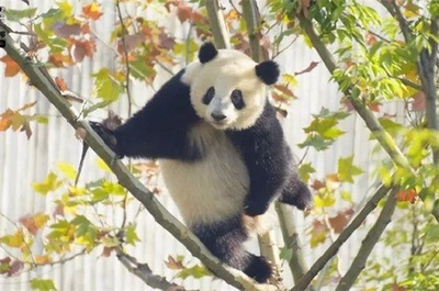 ジャイアントパンダ「フールー」 2歳を待たず多臓器不全で死亡