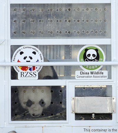 「2011年話題の女性」にパンダ、英BBCのセレクトで物議