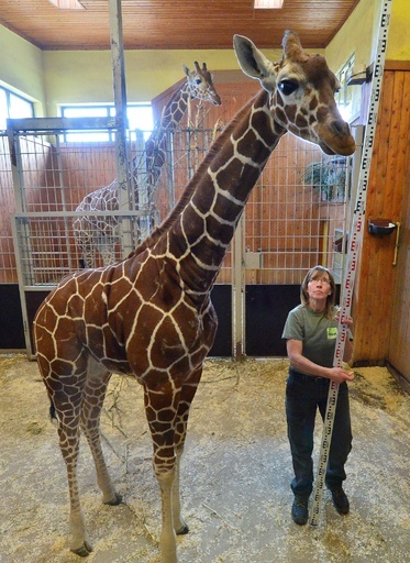 キリンの赤ちゃん身体測定、独動物園