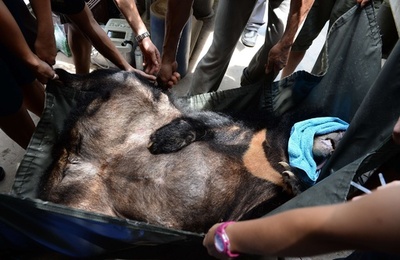 「クマ牧場」からツキノワグマ救出、胆汁採取で監禁 ベトナム