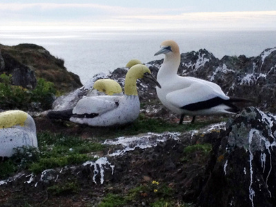 模型に恋した「世界一孤独な鳥」ナイジェル死す NZ