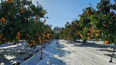 韓国・済州で柑橘畑の廃被覆材800トンを熱分解油に再生…官民協力で循環経済を構築