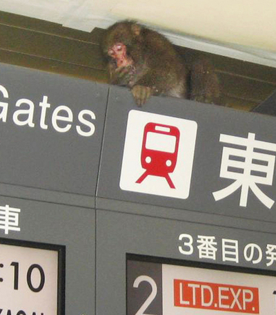 渋谷にサル出没