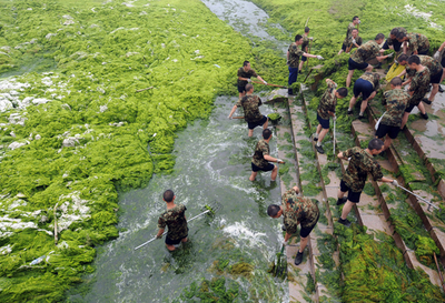 北京五輪セーリング会場、藻の除去作業続く