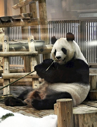 和歌山滞在中の良浜とその3頭の子どもが6月に中国に帰国