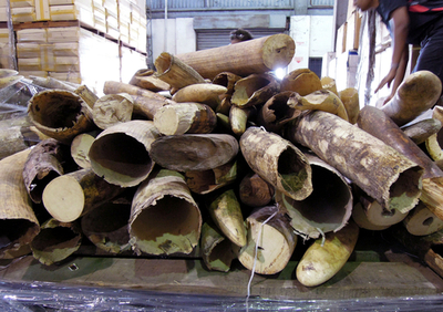 象牙の密輸、2011年は過去最悪 NGO統計