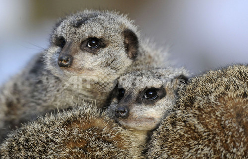 仲間がいれば寒さも平気 独動物園のミーアキャット 写真3枚 ファッション ニュースならmode Press Powered By Afpbb News